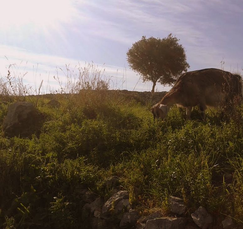 Paesaggi rurali,Gargano